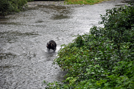 grizzly running upstream towards the bridge