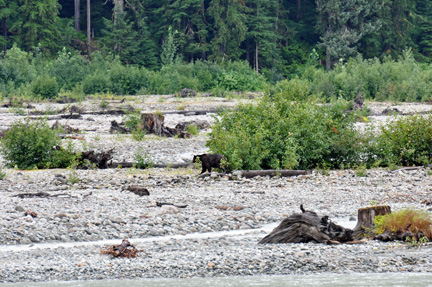 a bigger grizzly bear # 2 in the river upstream