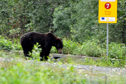 bear #3 by the roadside