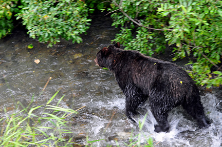 bear in the stream walking towards the view bridge
