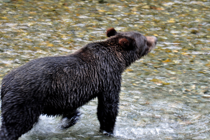 grizzly walks away from the fish