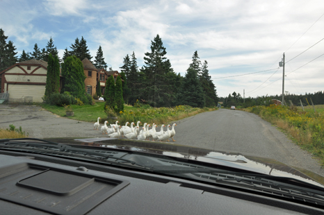 ducks in the road