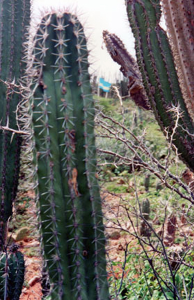 big cacti