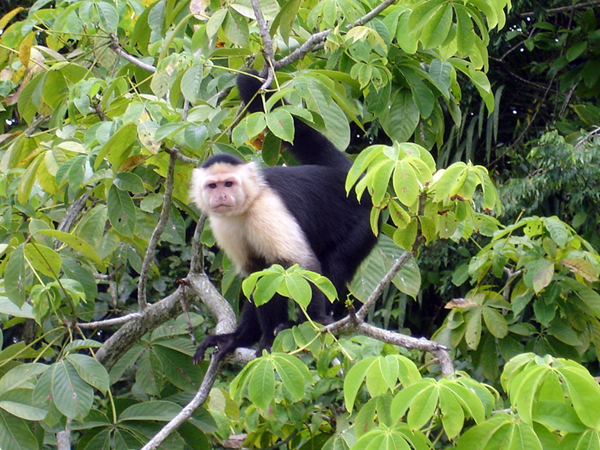monkey in the tree