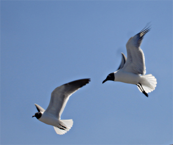 two  seagulls flying
