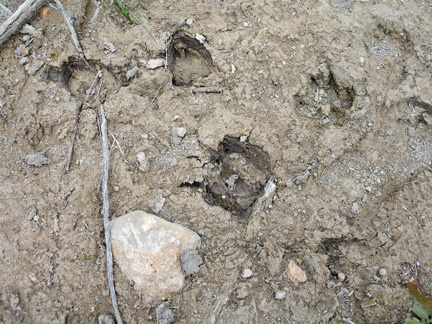 animal footprints in the dried up reservoir
