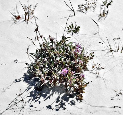 closeup of flowers in the dune