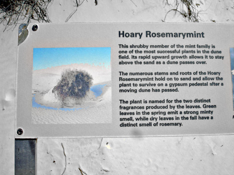 sign - Hoary Rosemarymint
