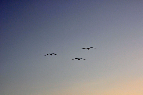 white pelicans flying overhead at sunset