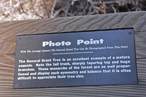 photo point for General Grant tree