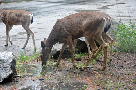 deer drinking water
