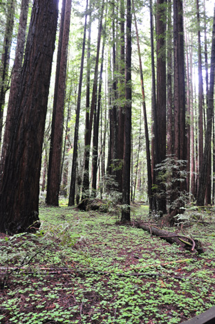 Redwood Sorrell  and big redwood trees