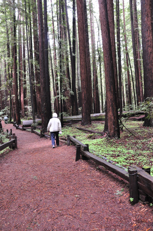 lee and big redwood trees