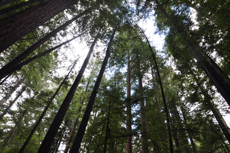big redwood trees