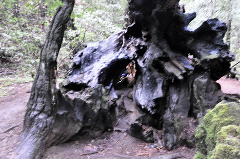 Karen Duquette peaking thru a felled roots of a tree