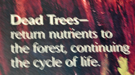 dead trees return nutrients to the forest
