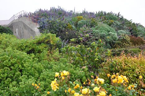flowers beside the entry to the Golden Gate Bridge
