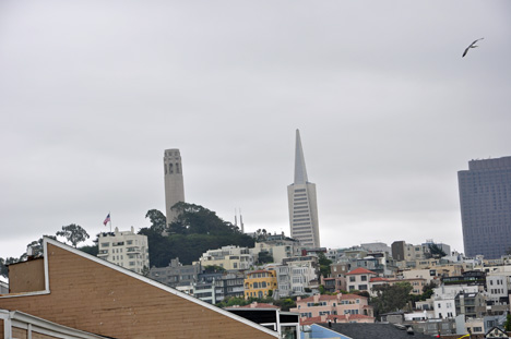 The colt tower and Transamerica Pyramid