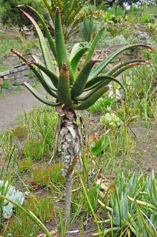 a type of aloe