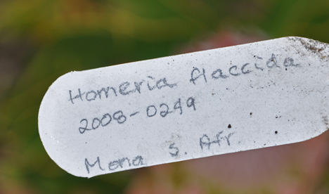 Homerica Flaccida sign