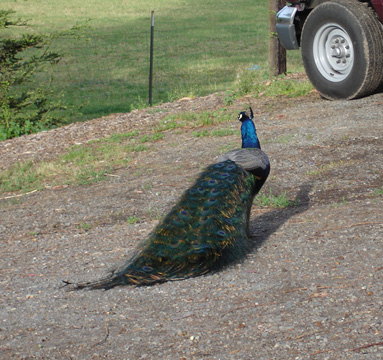 a peacock running around the campground