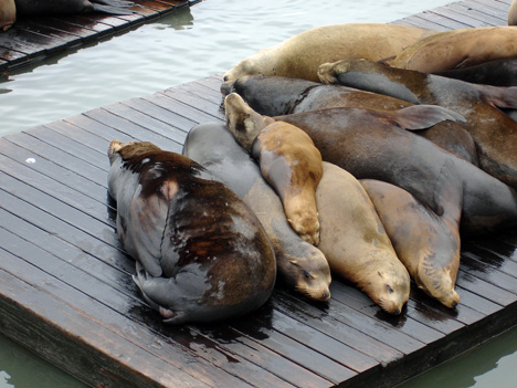 a big seal - a baby seal - and more seals