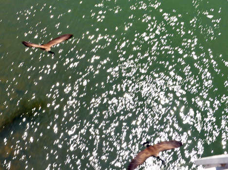 Birds flying low over the water - photo taken from the Sundial Bridge 