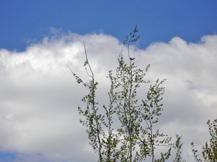 bird in the tree