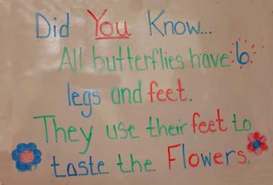 butterfly info