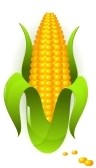 corn on the cob clipart