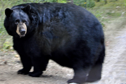  a black bear