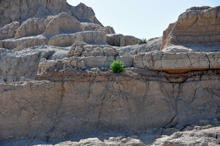 a lone bush in the cliff