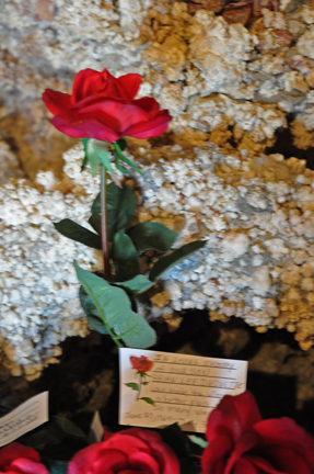 a rose for Brian Lee Duquette