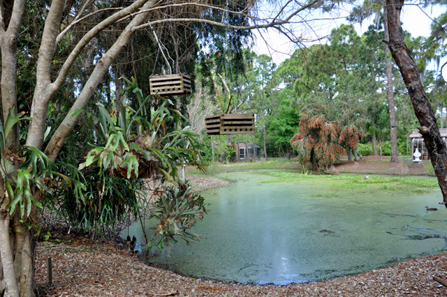 the pond in PeeWee's yard