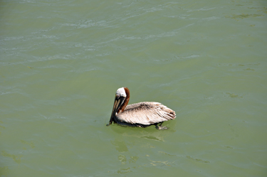 a pelican