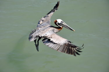 a beautiful pelican
