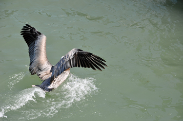 a pelican landing on the water