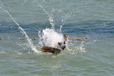 pelican as it dived into the water