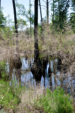 a swamp area 