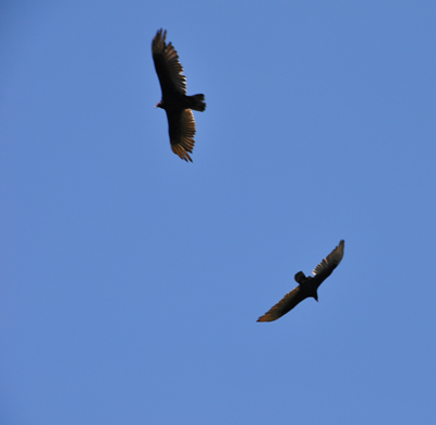 two hawks
