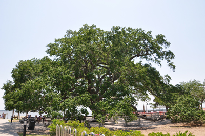 a very large live oak tree