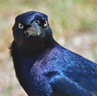 close-up of a bird