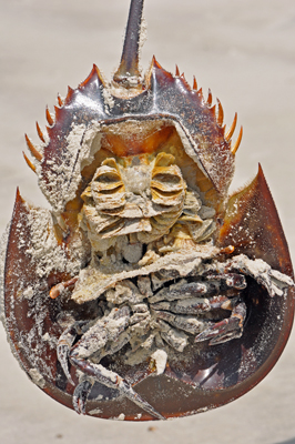 a dead horseshoe crab