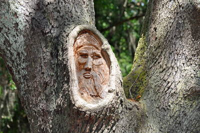 a face carved in a tree
