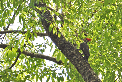 a red-headed woodpecker