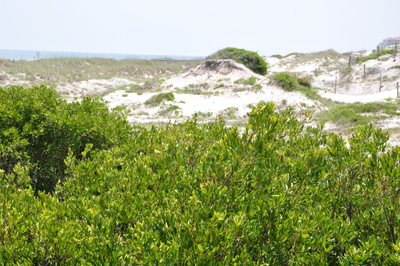 dunes as seen from the boardwalk