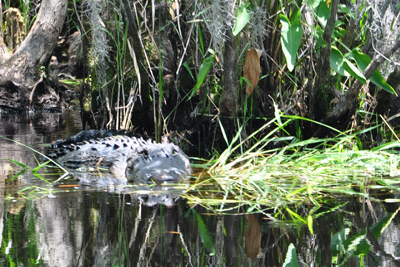 alligator at Okefenokee Swamp
