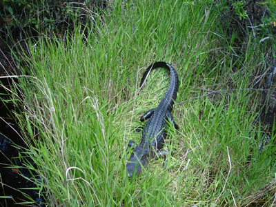 alligator at Okefenokee Swamp
