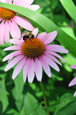 Purple Coneflower and a BEE