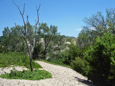 trees on the sand dune